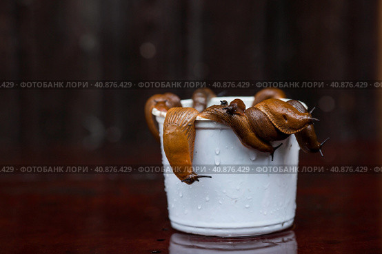 Close-up of the Spanish slug Arion lusitanicus in a bucket. Big slimy brown snails crawling around the garden. The invasion damages the leaves and crops. Collection of invasive species. Стоковое фото, фотограф Photojuli / Фотобанк Лори