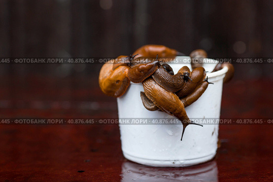 Close-up of the Spanish slug Arion lusitanicus in a bucket. Big slimy brown snails crawling around the garden. The invasion damages the leaves and crops. Collection of invasive species. Стоковое фото, фотограф Photojuli / Фотобанк Лори