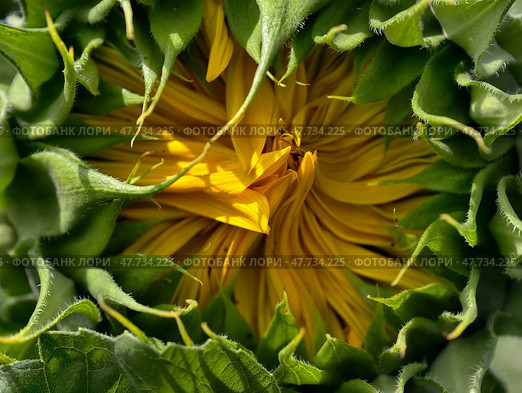 Close up of unopened sunflower Helianthus annuus bud with closed petals before blooming surrounded by green bracts. Стоковое фото, фотограф Сергей Пристяжнюк (Serg Zastavkin) / Фотобанк Лори