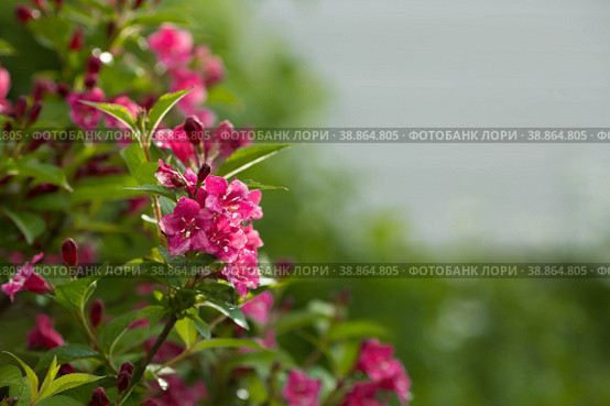 Close-up of weigela's pink flowers. Bright pink flowers of weigela in summer. Large flowers and buds on a green background. Copy the space for the text. Стоковое фото, фотограф Photojuli / Фотобанк Лори