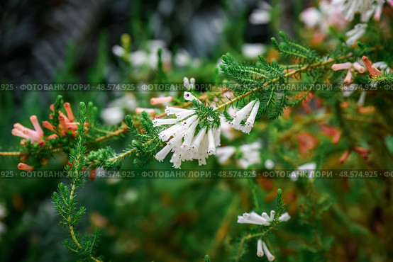 Close-up of white flowering Heath erica (also known as Erica carnea) with delicate blooms and green needle-like foliage. Стоковое фото, фотограф Татьяна Терехина / Фотобанк Лори