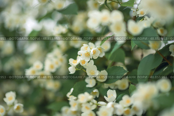 Close-up of white jasmine flowers in the garden. A flowering jasmine bush on a sunny summer day. T. Стоковое фото, фотограф Алина Лебедь / Фотобанк Лори