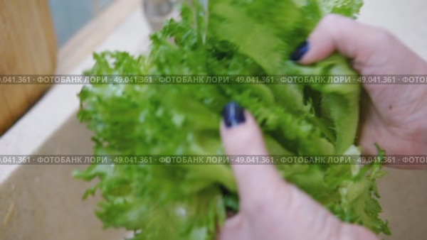 Close up of woman washing fresh green salad leaves under the faucet in stylish kitchen sink, splashes. Female hands rinsing lettuce with tap water. Food safety. Vegan vegetable leaf salad preparation. Стоковое видео, видеограф Марина Демидюк / Фотобанк Лори
