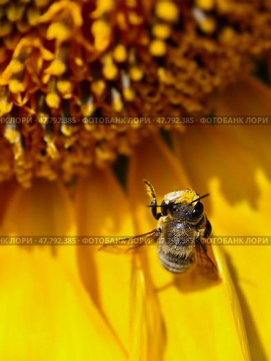 Close up photo of a honey bee pollinates sunflower. Стоковое фото, фотограф Сергей Пристяжнюк (Serg Zastavkin) / Фотобанк Лори