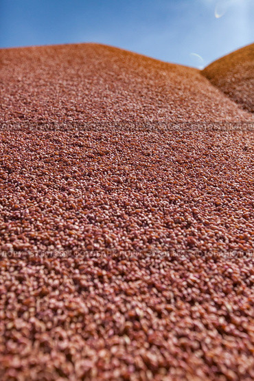 Close-up photo of wheat grain heap in storage. Blue sky background. Стоковое фото, фотограф Alexey Rezvykh / Фотобанк Лори