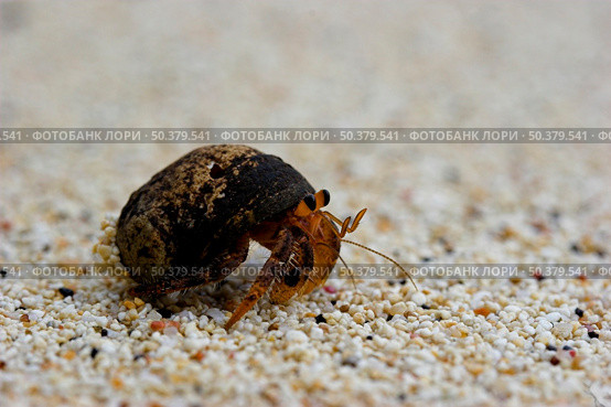 close-up picture of an Hermit crab (Coenobita sp.) Стоковое фото, агентство Ingram Publishing / Фотобанк Лори