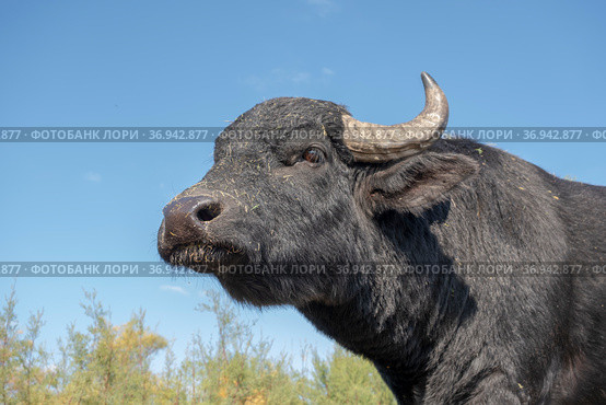 Close-up portrait of herd of Water buffalo (Bubalis murrensis) on background blue sky. Стоковое фото, фотограф Некрасов Андрей / Фотобанк Лори