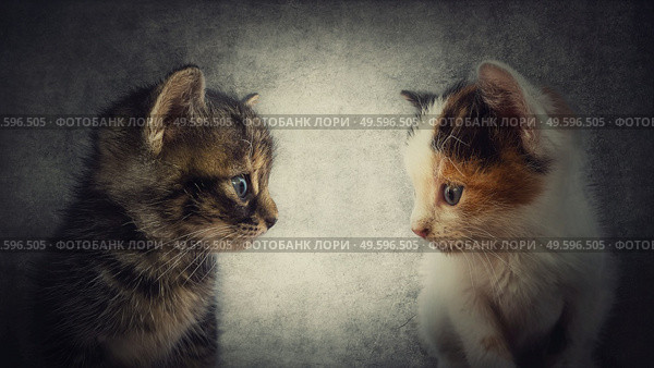 Close up portrait of two adorable kitten standing one in front another. Little cats looking curious each other isolated on a grey wall background. Animals couple cute love. Charming different pets. Стоковое фото, агентство Ingram Publishing / Фотобанк Лори
