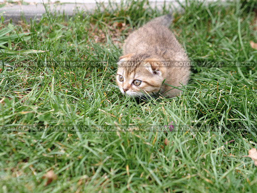 Close-up small domestic lop-eared ginger kitten of British breed look out of tall green grass. Стоковое фото, фотограф Дмитрий Нечаев / Фотобанк Лори