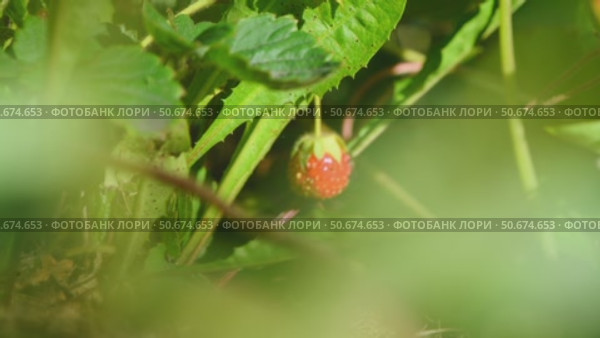 Close-up view of a single, ripe red strawberry hanging from its lush green plant in a garden, perfectly poised for picking and savoring its delicious flavor. Стоковое видео, видеограф Ольга Ильина / Фотобанк Лори