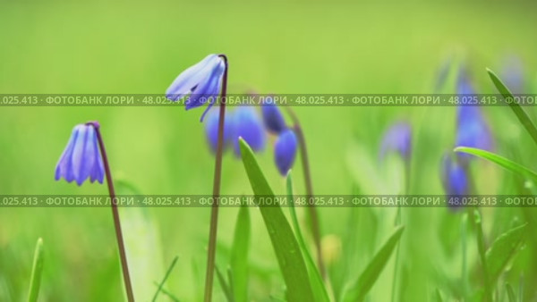 Close-up view of delicate siberian squill flowers emerging from vibrant green grass, showcasing the beauty of springtime renewal and natural growth in a meadow. Стоковое видео, видеограф Ольга Ильина / Фотобанк Лори
