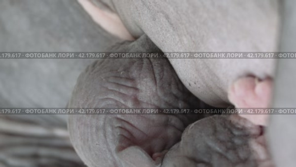 Close-up view of process of breastfeeding of kitten. Baby of Canadian Sphynx Cat sucking milk from mother. Стоковое видео, видеограф А. А. Пирагис / Фотобанк Лори