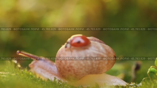 Close-up wildlife of a snail and ladybug in the sunset sunlight. Стоковое видео, видеограф Андрей Армягов / Фотобанк Лори