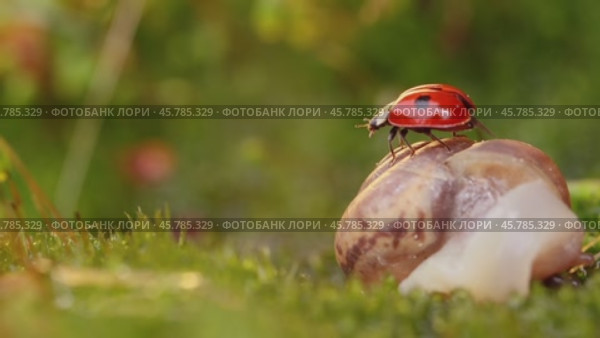 Close-up wildlife of a snail and ladybug in the sunset sunlight. Стоковое видео, видеограф Андрей Армягов / Фотобанк Лори