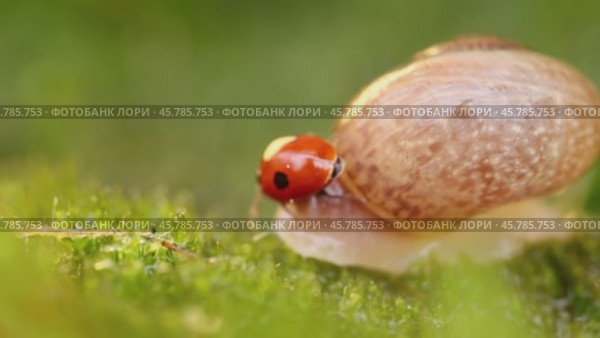 Close-up wildlife of a snail and ladybug in the sunset sunlight. Стоковое видео, видеограф Андрей Армягов / Фотобанк Лори