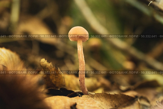 Closeup of mushroom in the forest floor. Стоковое фото, агентство Ingram Publishing / Фотобанк Лори