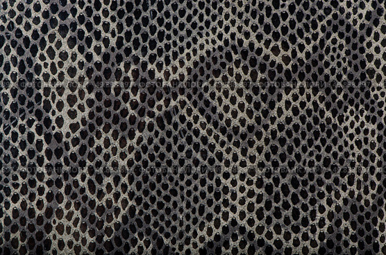 Closeup of snake Skin Leather Texture. Стоковое фото, агентство Ingram Publishing / Фотобанк Лори