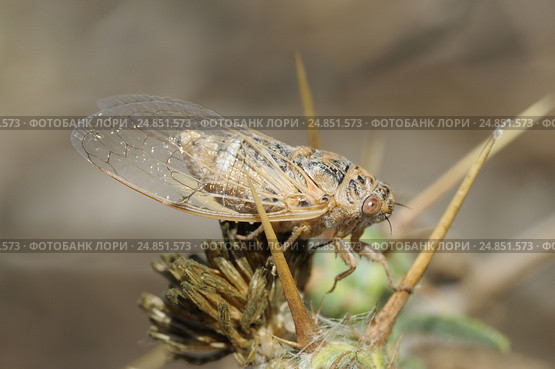 Closeup of the nature of Israel - cicada on the thorn (2013 год). Стоковое фото, фотограф Владимир Блинов / Фотобанк Лори