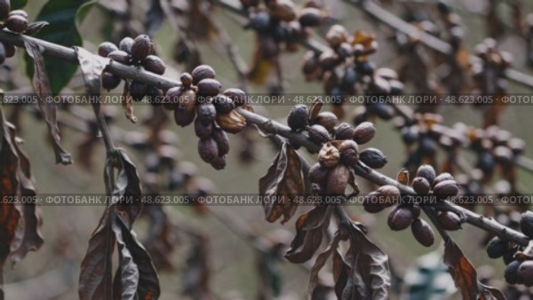 Closeup of withered coffee branch swaying gently with dark berries and leaves. Стоковое AI-видео, аниматор Башкирова Анна / Фотобанк Лори