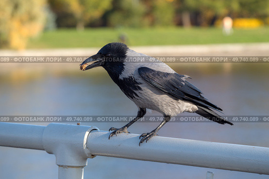 Closeup portrait of a crow with a nut. Стоковое фото, фотограф Argument / Фотобанк Лори