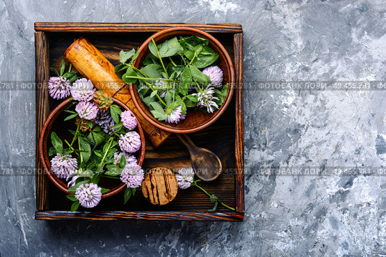 Clover or trefoil flower medicinal herbs.Healing herbs. Clover in herbal medicine. Стоковое фото, агентство Ingram Publishing / Фотобанк Лори