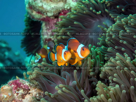 Clown fish or Clown anemonefish, Amphiprion bicolor, in natural habitat. Стоковое AI-изображение, AI-художник Евгений Ткачёв / Фотобанк Лори