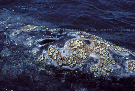 Cluster of barnacles on a California gray whale with whale lice in between. VW Pics/Stocktrek Images/TASS. Стоковое фото, агентство ТАСС / Фотобанк Лори