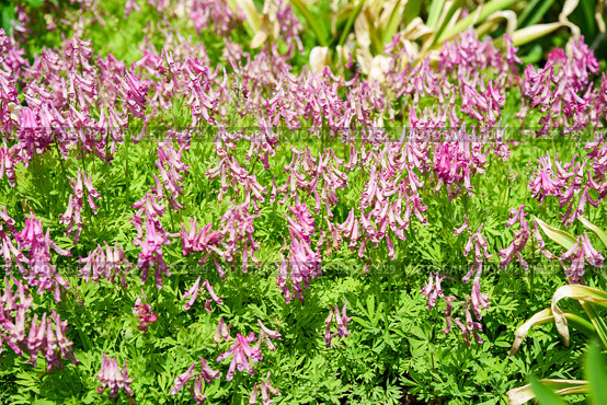 Cluster of pink Corydalis solida flowers blooming in spring, with delicate tubular petals and green foliage, creating a vibrant natural carpet. Стоковое фото, фотограф Татьяна Терехина / Фотобанк Лори