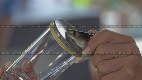 Cobra snake bite a glass and poisoning. Стоковое видео, видеограф Михаил Коханчиков / Фотобанк Лори