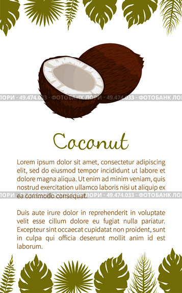 Coconut exotic fruit vector poster with text sample and palm leaves. Tropical food, plant in brown shell, dieting milk for cocktails inside, coco icon. Coconut Exotic Fruit Vector Illustration Isolated. Стоковая иллюстрация, агентство Ingram Publishing / Фотобанк Лори