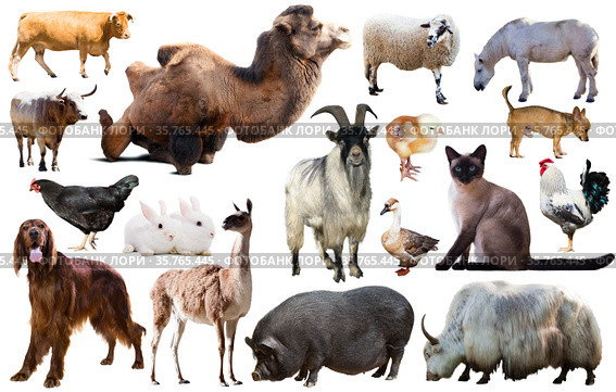 collection farm animals. Стоковое фото, фотограф Яков Филимонов / Фотобанк Лори