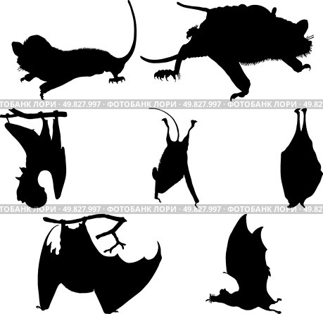 Collection of bats silhouettes. Vector illustration. Стоковая иллюстрация, агентство Ingram Publishing / Фотобанк Лори