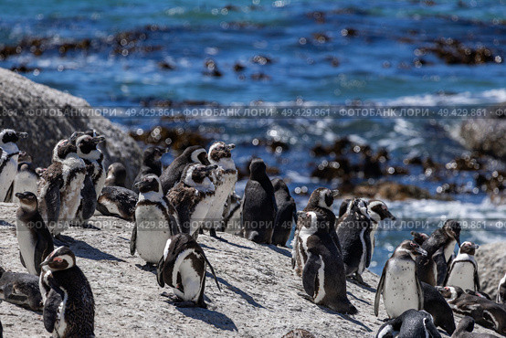 Colony of African spectacled penguins. Boulders Beach lagoon. Стоковое фото, фотограф Екатерина Якименко / Фотобанк Лори