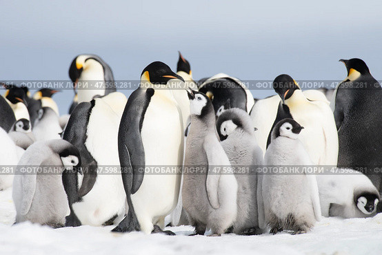 Colony of emperor penguins at Snow Hill Island, Weddell Sea, Antarctica, Polar Regions. Стоковое фото, фотограф Vladimir / Фотобанк Лори
