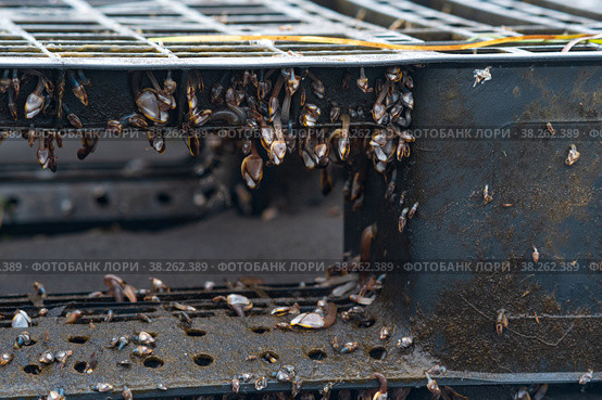 Colony of young  brachiopods, biofouling on marine anthropogenic debris (floating discarded plastic pallet) Стоковое фото, фотограф Евгений Харитонов / Фотобанк Лори