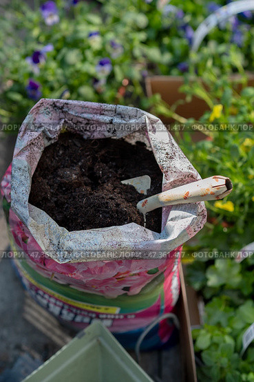 Colorful flower seedlings and garden tools prepared for spring planting outdoors. Стоковое фото, фотограф Гайфуллина Дина / Фотобанк Лори