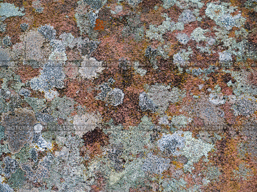 Colorful Lichen Patterns on a Rock Surface. Стоковое фото, фотограф Sergakoff / Фотобанк Лори