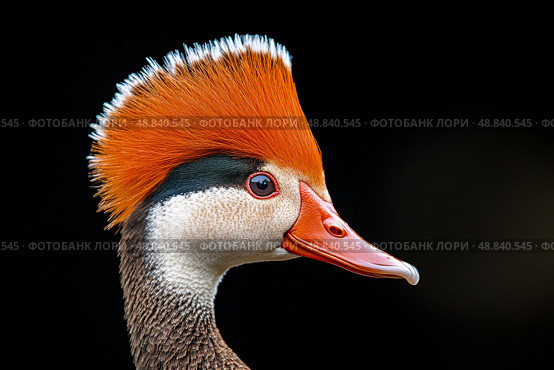 Colorful Mandarin Duck With Striking Crest Displaying Vibrant Feathers in Natural Light. Стоковое AI-изображение, AI-художник Юлия Гапеенко / Фотобанк Лори