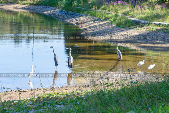 Common cranes or Grus grus with chicks in shallow water. Стоковое фото, фотограф Сергей Долгов / Фотобанк Лори