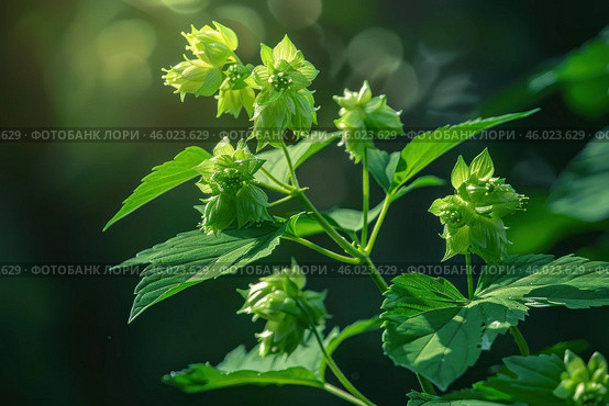 Common hop - humulus lupulus - cones growing in sunlight. Стоковое AI-изображение, AI-художник Иван Рябоконь / Фотобанк Лори