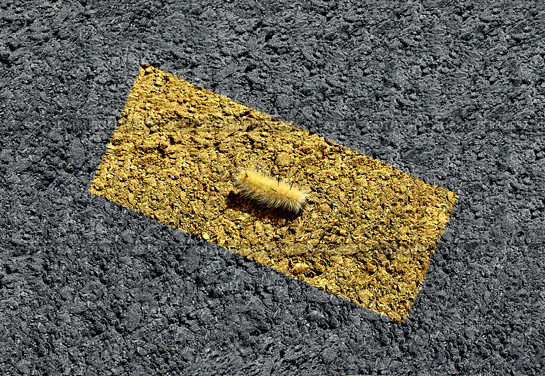 Concept of hiding and blending in as a caterpillar camouflaged within a yellow painted street line in a 3D illustration style. Стоковое фото, агентство Ingram Publishing / Фотобанк Лори
