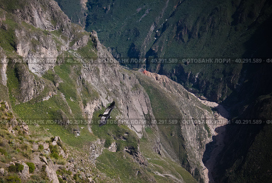 Condors above the Colca canyon at Condor Cross or Cruz Del Condor viewpoint, Chivay, Peru (2018 год). Стоковое фото, фотограф Сергей Майоров / Фотобанк Лори