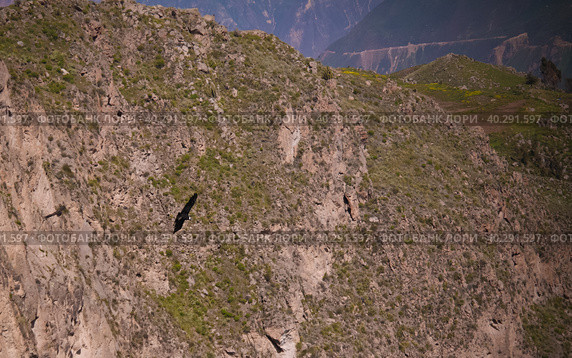 Condors above the Colca canyon at Condor Cross or Cruz Del Condor viewpoint, Chivay, Peru (2018 год). Стоковое фото, фотограф Сергей Майоров / Фотобанк Лори