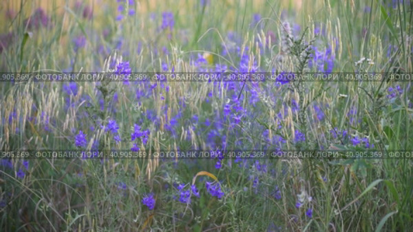 Consolida regalis - annual herbaceous flowering plant in central Russia. Стоковое видео, видеограф Володина Ольга / Фотобанк Лори