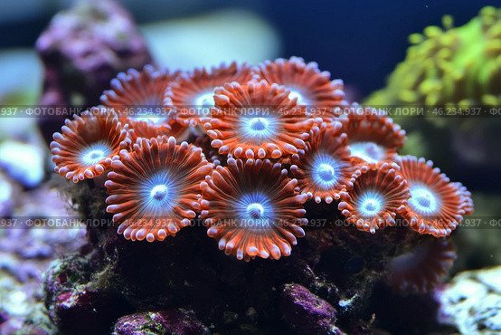 Coral polyps thriving on a vibrant reef in an aquarium setting during daylight hours. Стоковое AI-изображение, AI-художник Юлия Гапеенко / Фотобанк Лори