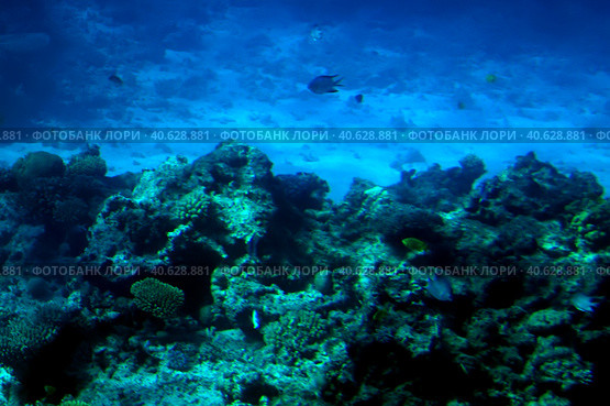 Coral reefs underwater. Стоковое фото, фотограф Анна Кривицкая / Фотобанк Лори