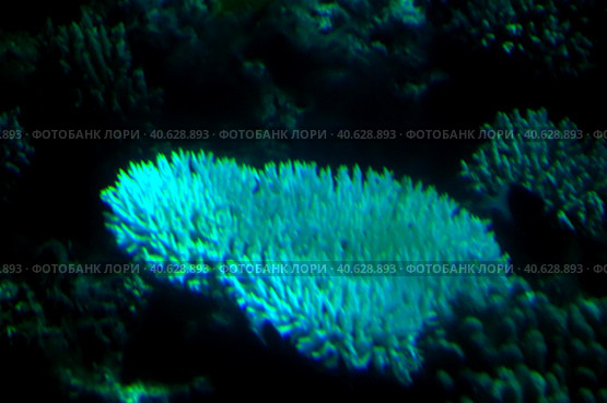 Coral reefs underwater. Стоковое фото, фотограф Анна Кривицкая / Фотобанк Лори