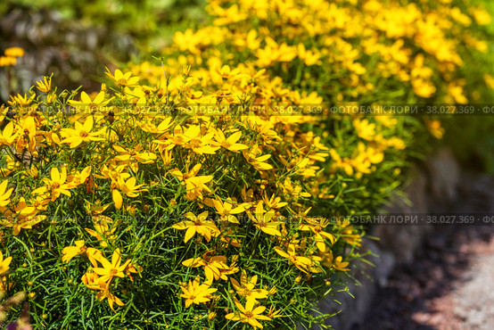 Coreopsis verticillata, кореопсис мутовчатый. Стоковое фото, фотограф Юлия Бабкина / Фотобанк Лори