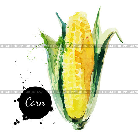 Corncob with leaf. Hand drawn watercolor painting on white background. Vector illustration	. Стоковая иллюстрация, агентство Ingram Publishing / Фотобанк Лори