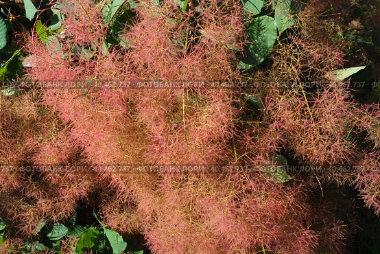 Cotinus coggygria, syn. Rhus cotinus, the European smoketree, Eurasian smoketree, smoke tree, smoke bush, Venetian sumach, or dyer's sumach, is a species of flowering plant in the family Anacardiaceae. Стоковое фото, фотограф Юлия Петровская / Фотобанк Лори